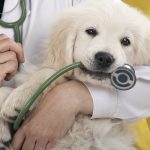Got The Rear – Pet Health Care Insurance, What You Need To Know