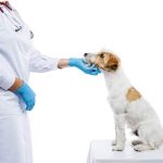 Rid Your Pets of Ticks and flicks Easily, Naturally in 24 Hrs or fewer