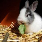 Naturally Rid Your Dog And House From Fleas