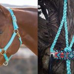 Caring and looking after Your Dog From Getting Cold