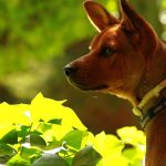 Jack Russell Agility Training – Get More Out Of Your Beautiful Pet