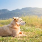 Understand Dog Behaviors together with the things they Mean?