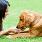Got The Rear – Pet Health Care Insurance, What You Need To Know