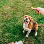 Caring and looking after Your Dog From Getting Cold