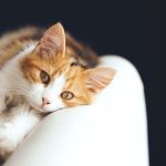 Preserving your Cat within the Garden