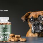 Treats Without the Weight: How to Choose the Best Low-Calorie Snacks for Your Dog