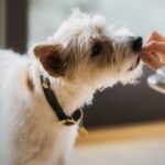 Treats Without the Weight: How to Choose the Best Low-Calorie Snacks for Your Dog