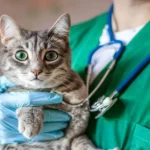 How General Veterinarians Build Trust With Families