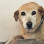 How Animal Hospitals Help Manage Parasite Prevention Programs