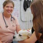 How Vets Support Pets Recovering From Surgery or Illness