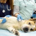 How Vets Support Pets Recovering From Surgery or Illness