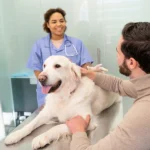 Reward Smarter, Train Faster: Dog Treat Brands Every Pet Parent Should Know