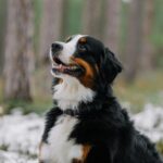6 Tips For Managing Pet Health Between Veterinary Visits