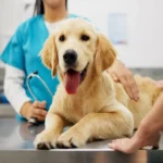 5 Reasons Regular Dental Cleanings Help Pets Live Longer