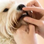 How General Veterinary Services Support Emergency Care