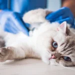5 Reasons Regular Dental Cleanings Help Pets Live Longer