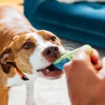 How Veterinary Hospitals Use Diagnostic Technology For Accurate Treatment