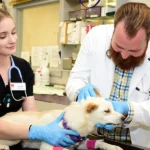 3 Vaccinations Every General Veterinarian Recommends