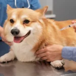 The Role Of Animal Hospitals In Pain Management Strategies
