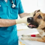 6 Tips For Finding The Right General Veterinarian