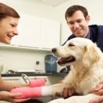 Working Dog Training for Better Household Control: A Responsible Owner Perspective