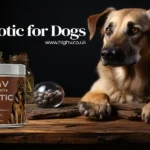 3 Myths About Animal Hospital Services Debunked