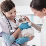6 Tips For Managing Pet Health Between Veterinary Visits