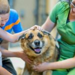 3 Common Myths About Animal Hospital Services Debunked