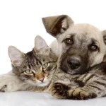 Why Healthy Pet Blood Donors Need Their Own Veterinary Safety Standards
