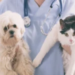 Why Healthy Pet Blood Donors Need Their Own Veterinary Safety Standards